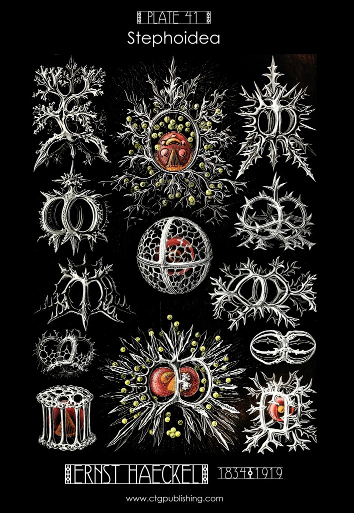 Stephoidea Radiolarian Illustration by Ernst Haeckell