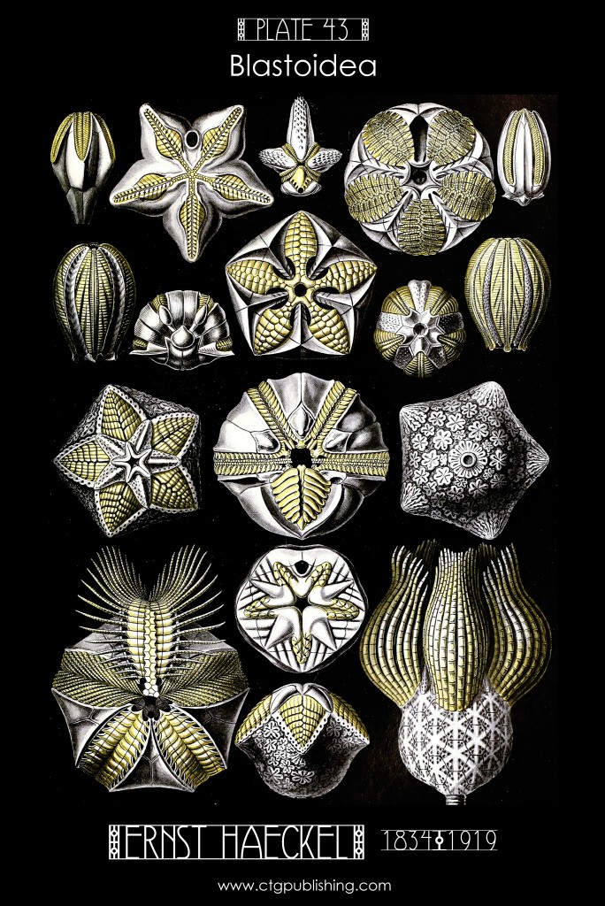 Blastoidea Illustration by Ernst Haeckell
