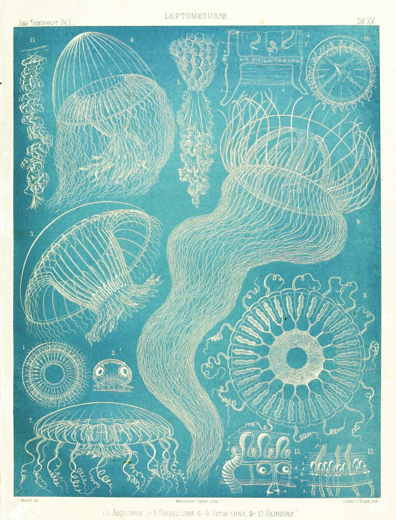 Jellfish - Leptomedusae Illustration by Ernst Haeckel