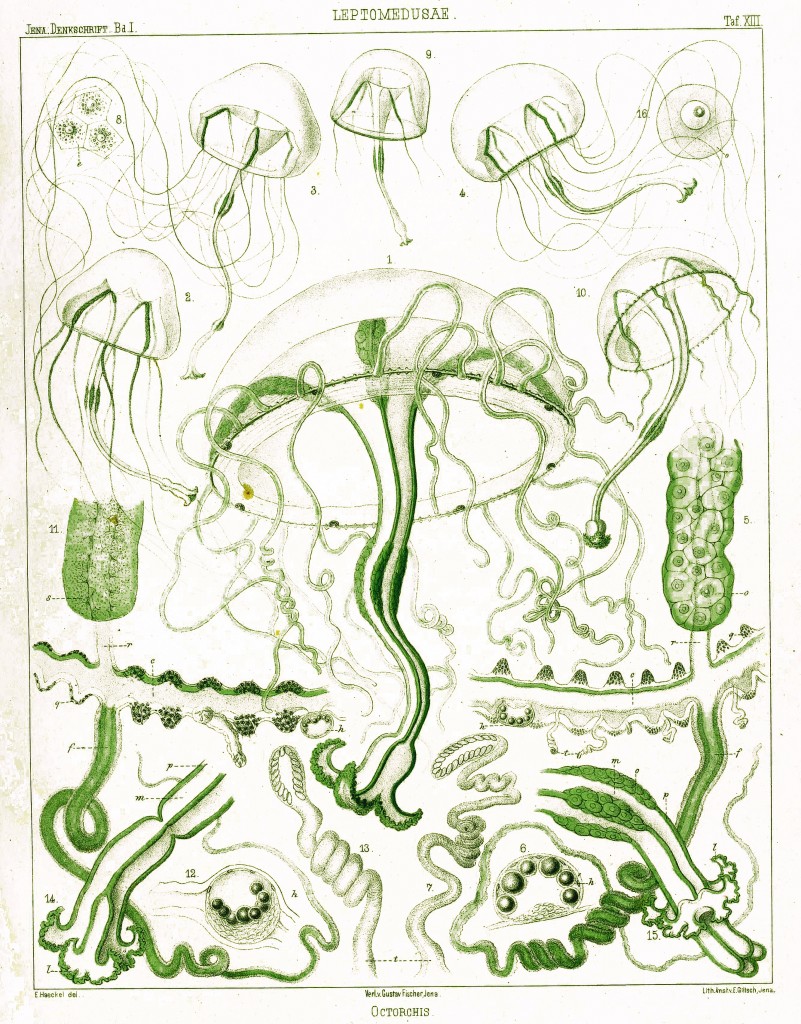 Jellfish - Leptomedusae Illustration by Ernst Haeckel