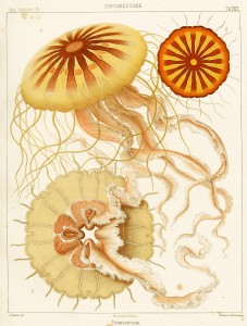 Jellfish - Discomedusae Illustration by Ernst Haeckel