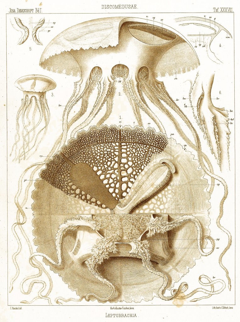 Jellfish - Discomedusae Illustration by Ernst Haeckel