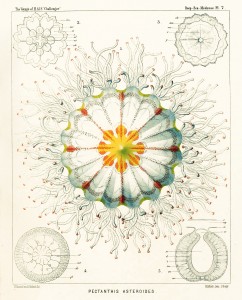 Jellfish - Trachomedsae Illustration by Ernst Haeckel