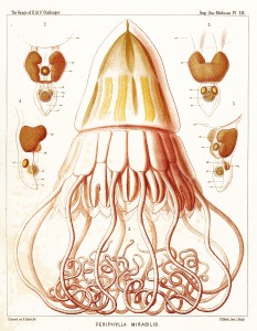 Jellfish - Peromedsae Illustration by Ernst Haeckel