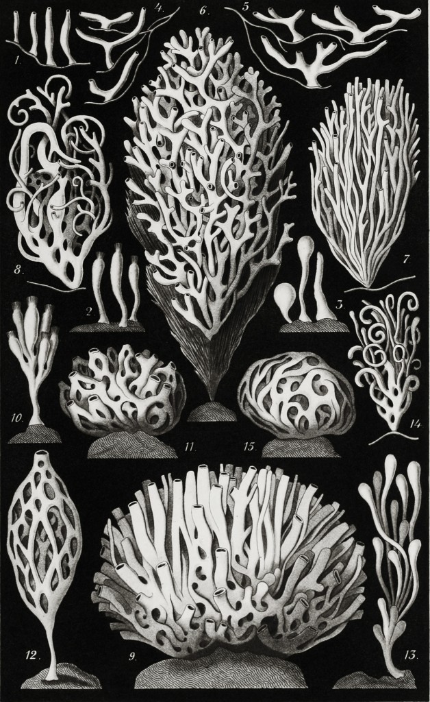 Sea Sponge - Ascandra - Marine Life Illustration