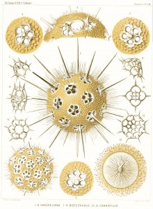 Radiolaria - Marine Plankton Illustration by Ernst Haeckel