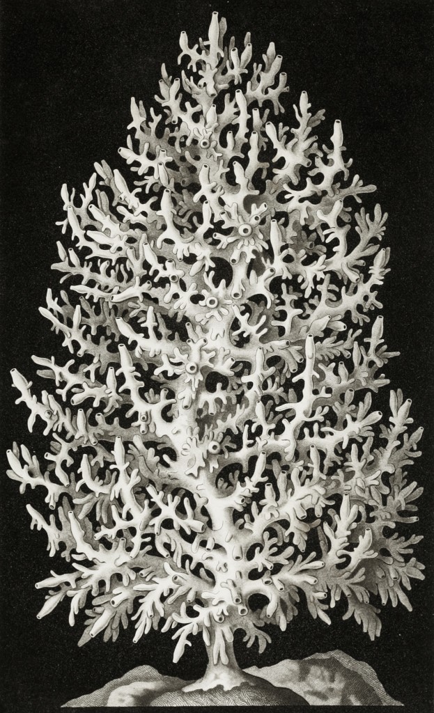 Sea Sponge - Ascandra Pinus - Marine Life Illustration