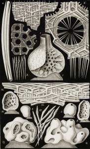 Sea Sponge - Leucandra Bomba and Saccharata - Marine Life Illustration by Ernst Haeckel