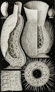 Sea Sponge - Leucandra Cucumis-Aspera - Marine Life Illustration by Ernst Haeckel