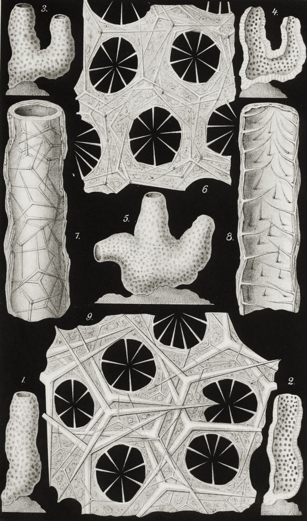 Sea Sponge - Sycaltis Perforata - Marine Life Illustration by Ernst Haeckel