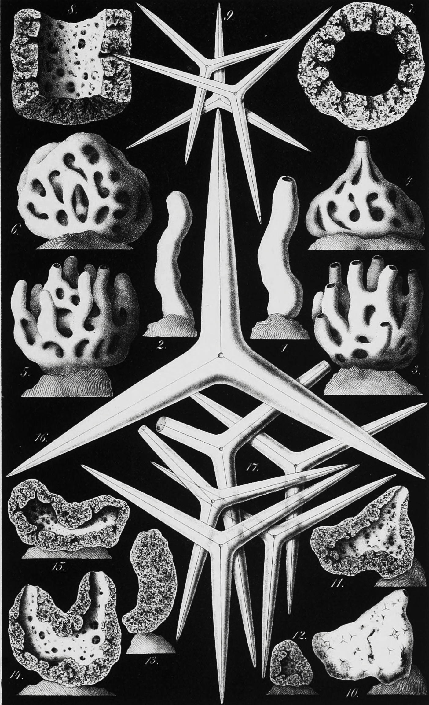 Ernst Haeckel Sea Sponges 1904 Haeckel Sea Sponges Art Drawing 4 x 6" 16 x 20" 