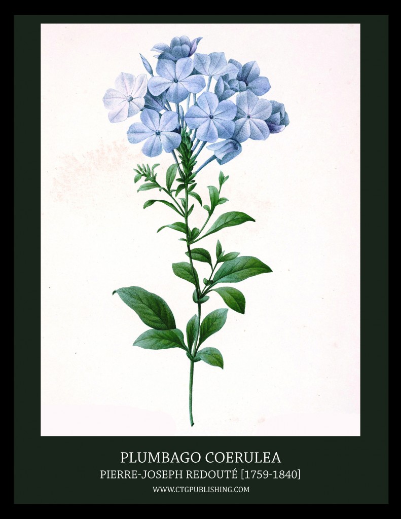 Plumbago Coerulea - Illustration by Pierre-Joseph Redoute