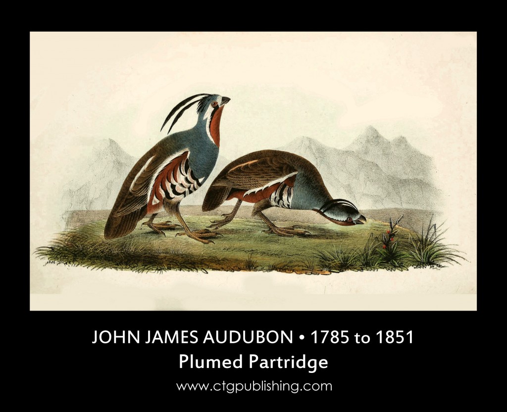Plumed Partridge - Illustration by John James Audubon circa 1840