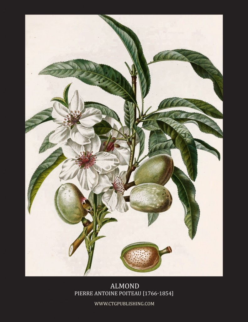 Almond - Illustration by Pierre Antoine Poiteau