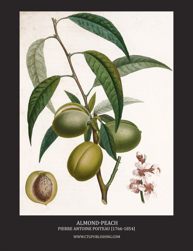 Almond Peach - Illustration by Pierre Antoine Poiteau