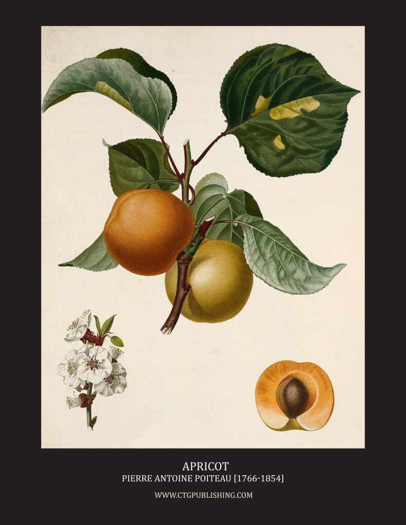 Apricot - Illustration by Pierre Antoine Poiteau