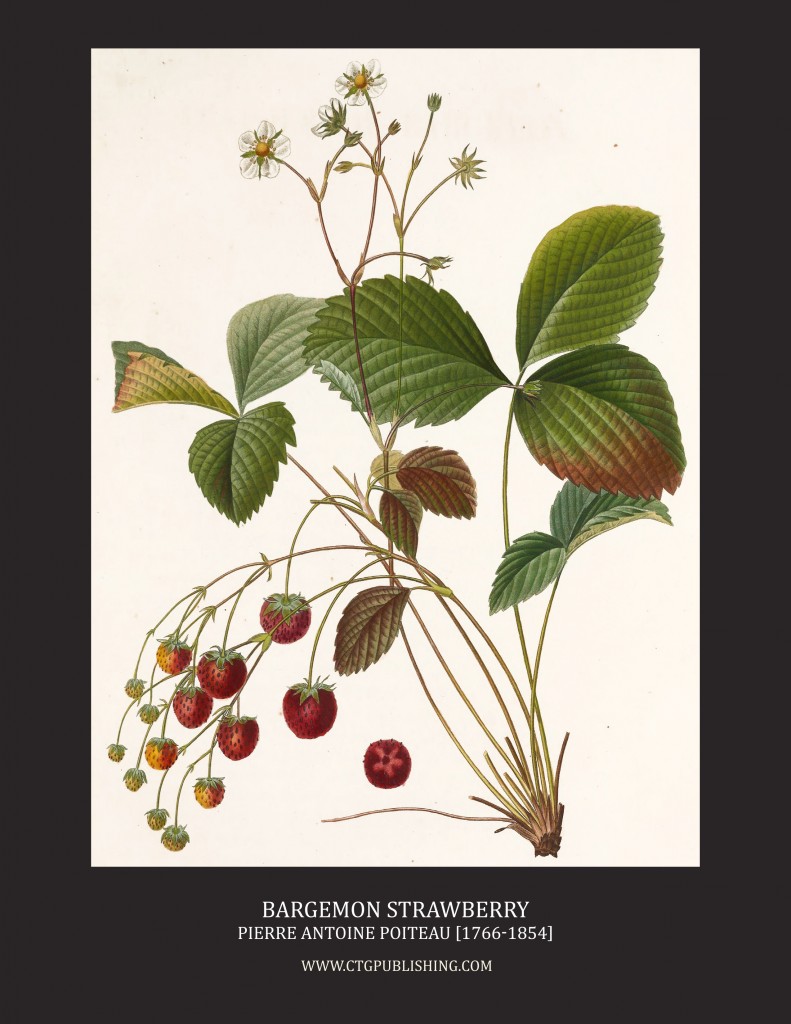 Bargemon Strawberry - Illustration by Pierre Antoine Poiteau