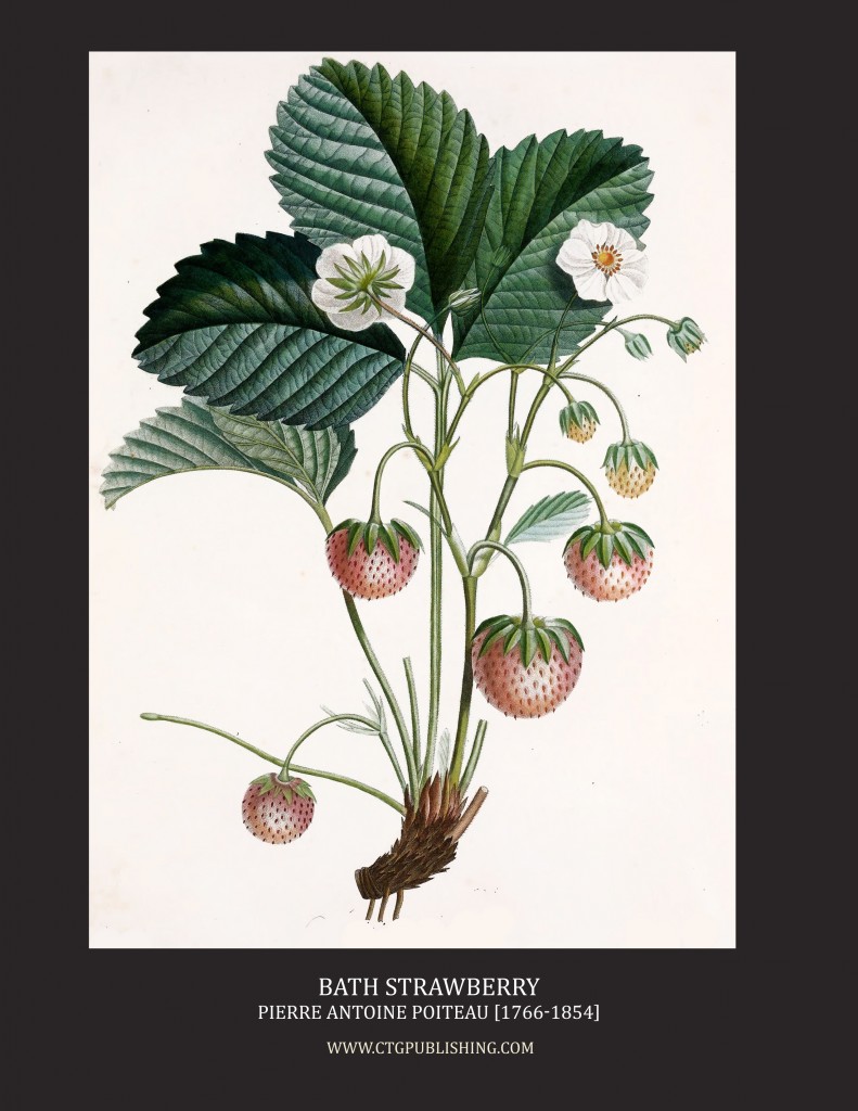 Bath Strawberry - Illustration by Pierre Antoine Poiteau