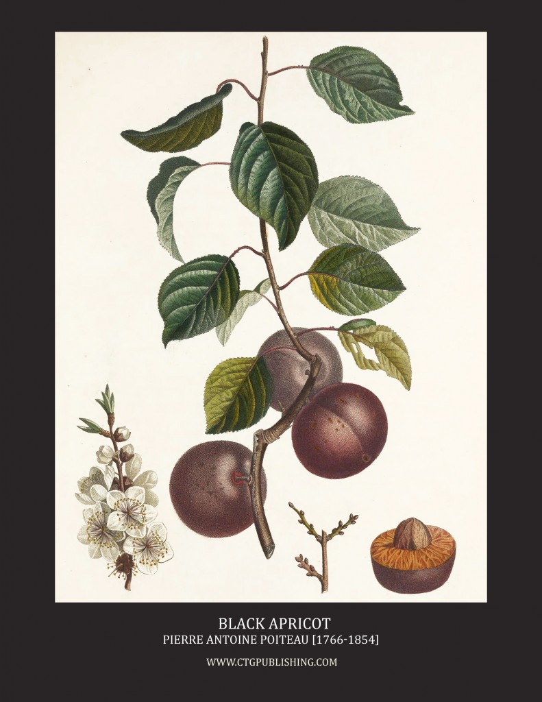 Black Apricot - Illustration by Pierre Antoine Poiteau