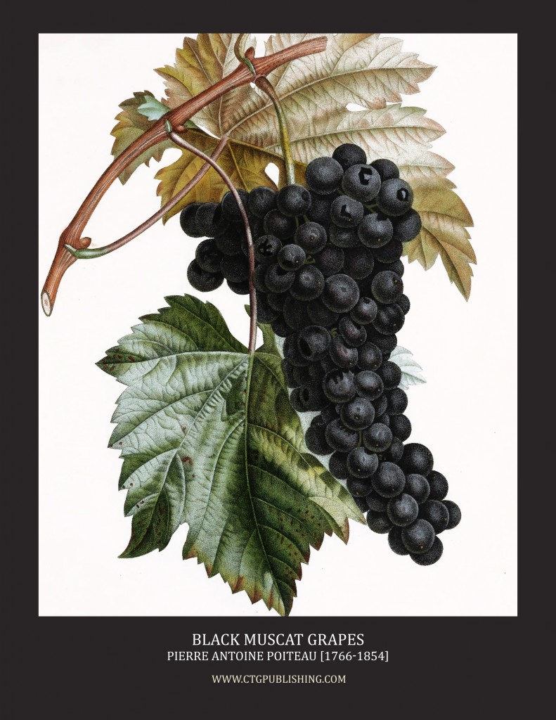 Black Muscat Wine Grape - Illustration by Pierre Antoine Poiteau
