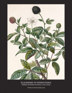 Blackberry of Pennsylvania - Illustration by Pierre Antoine Poiteau