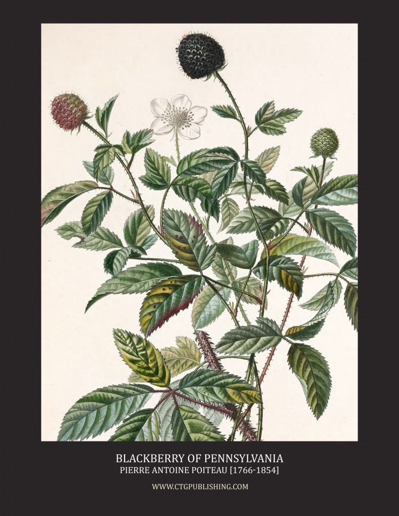 Blackberry of Pennsylvania - Illustration by Pierre Antoine Poiteau