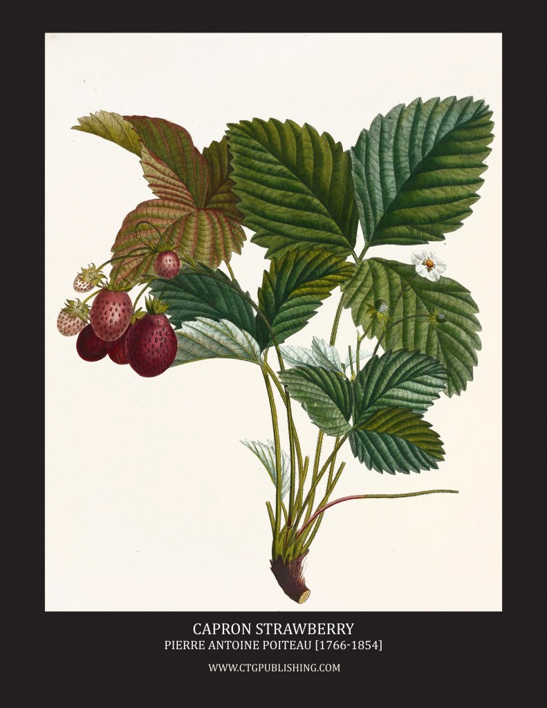 Capron Strawberry - Illustration by Pierre Antoine Poiteau