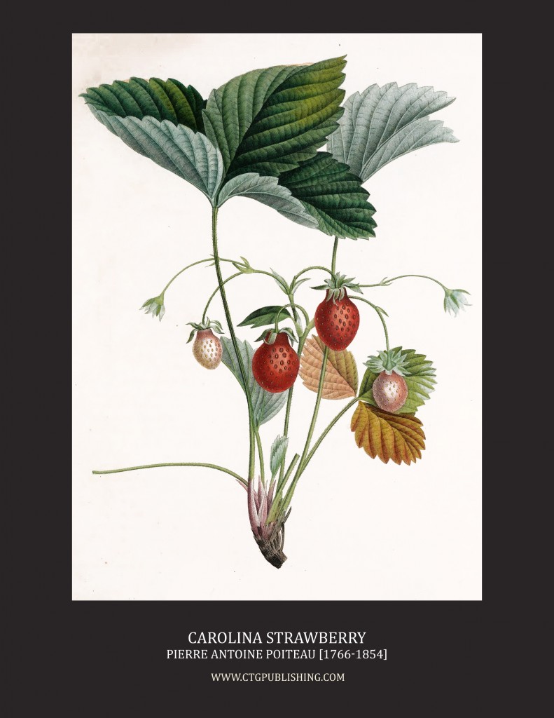 Carolina Strawberry - Illustration by Pierre Antoine Poiteau