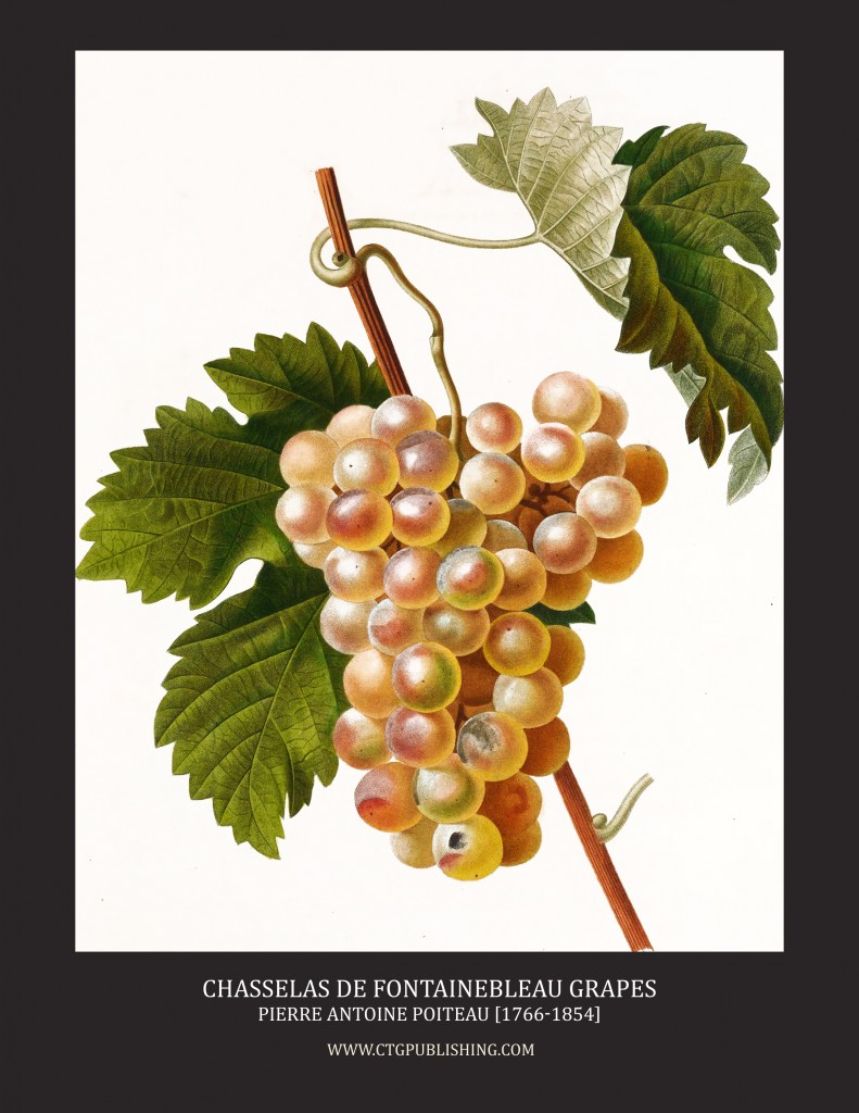 Chasselas de Fontaineblue Grapes - Illustration by Pierre Antoine Poiteau