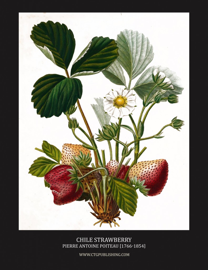 Chile Strawberry - Illustration by Pierre Antoine Poiteau