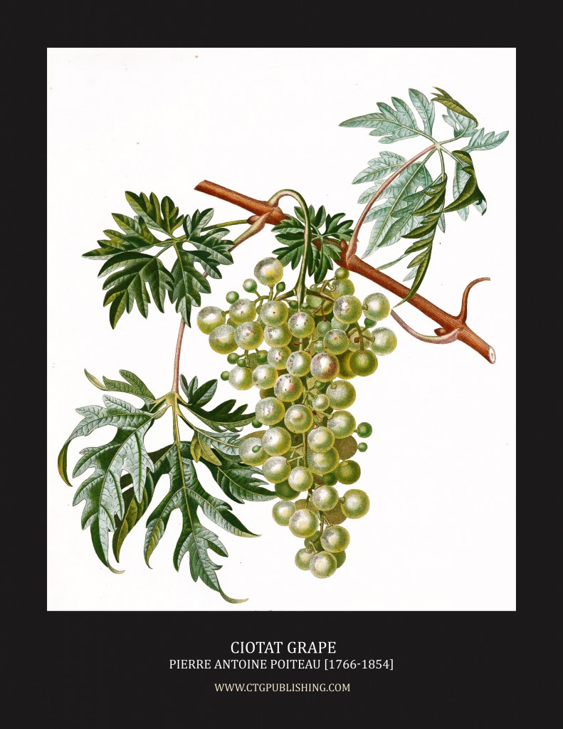 Ciotat Grapes - Illustration by Pierre Antoine Poiteau