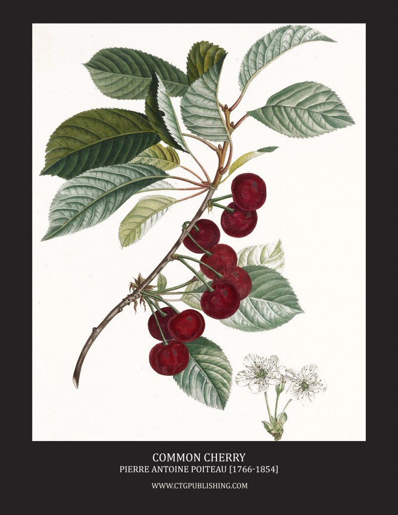 Common Cherry - Illustration by Pierre Antoine Poiteau