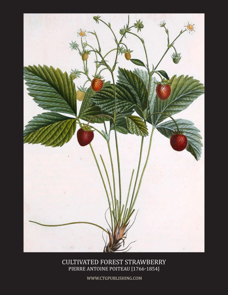 Cultivated Forest Strawberry - Illustration by Pierre Antoine Poiteau