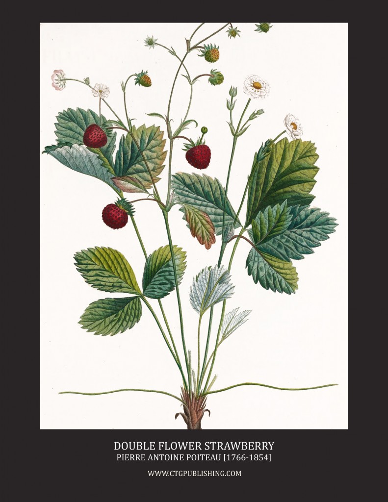 Double Flower Strawberry - Illustration by Pierre Antoine Poiteau
