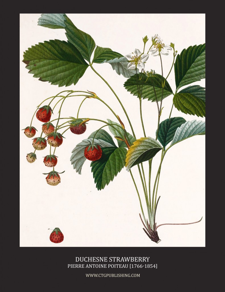 Duchesne Strawberry - Illustration by Pierre Antoine Poiteau