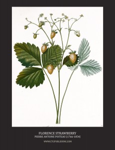 Florence Strawberry - Illustration by Pierre Antoine Poiteau