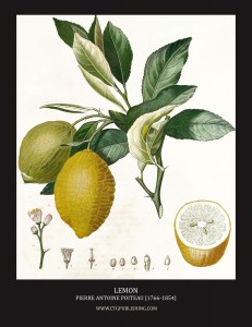 Lemon - Illustration by Pierre Antoine Poiteau