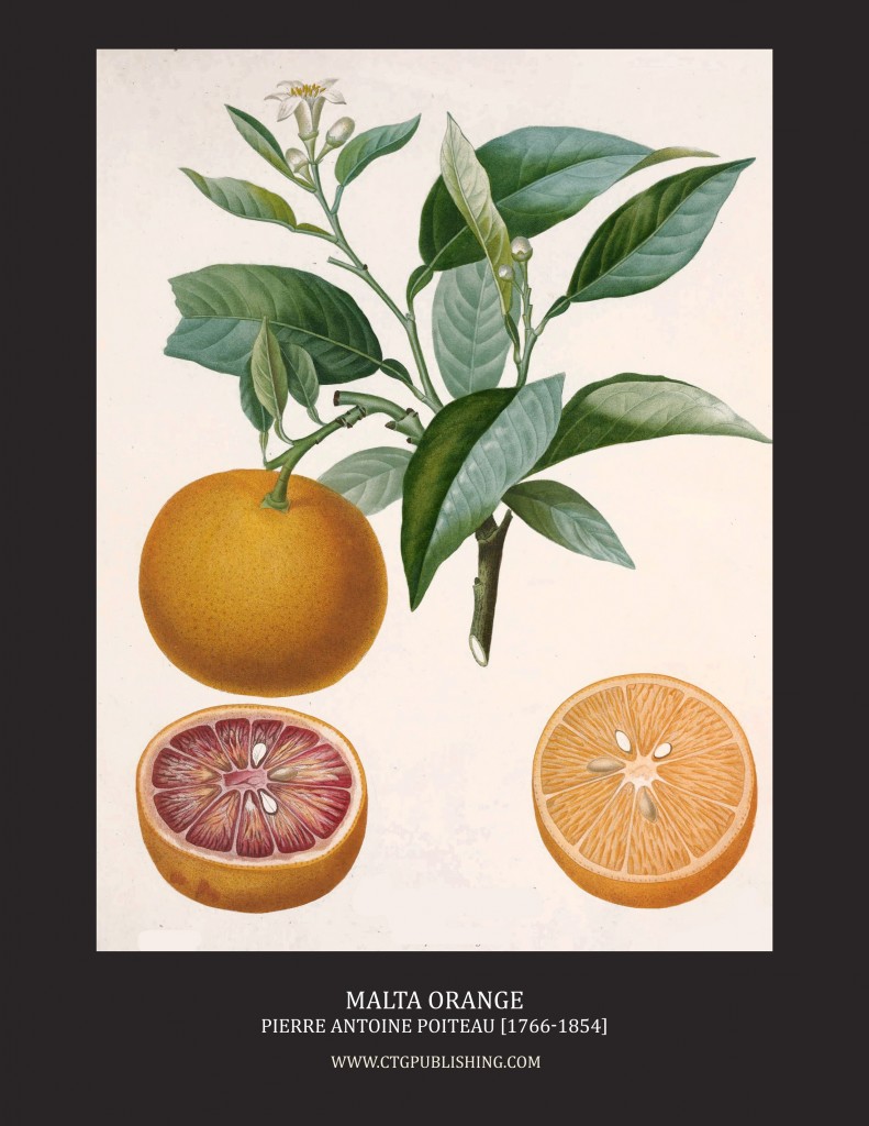 Malta Orange - Illustration by Pierre Antoine Poiteau