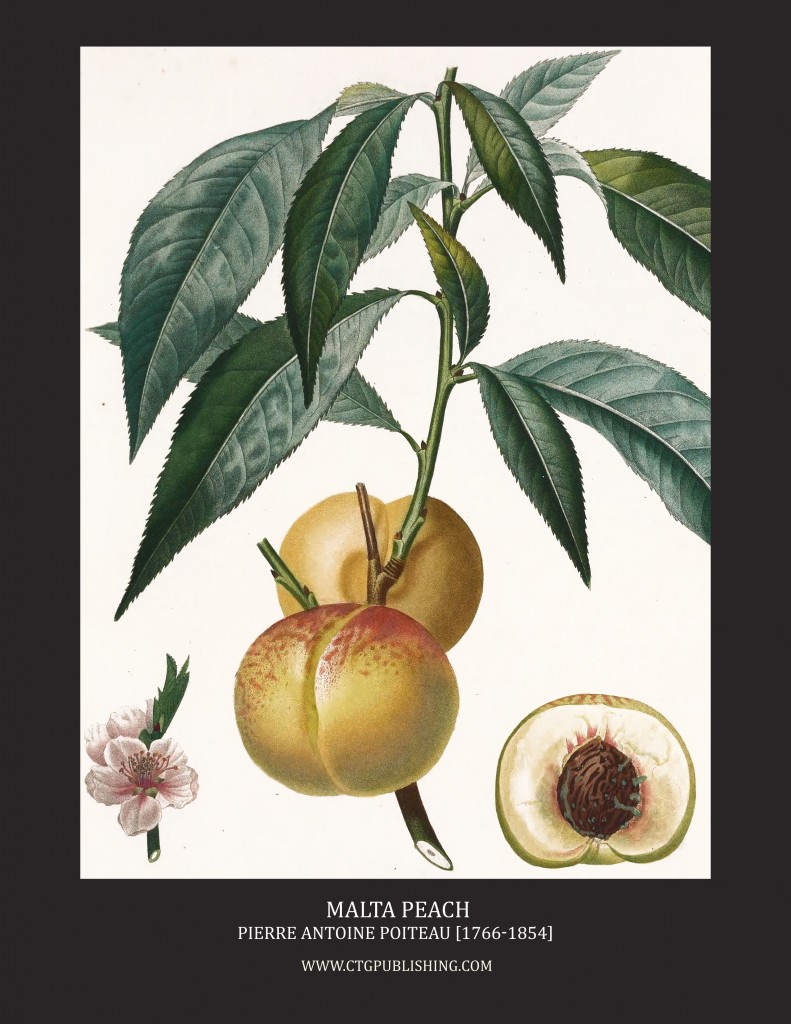 Malta Peach - Illustration by Pierre Antoine Poiteau