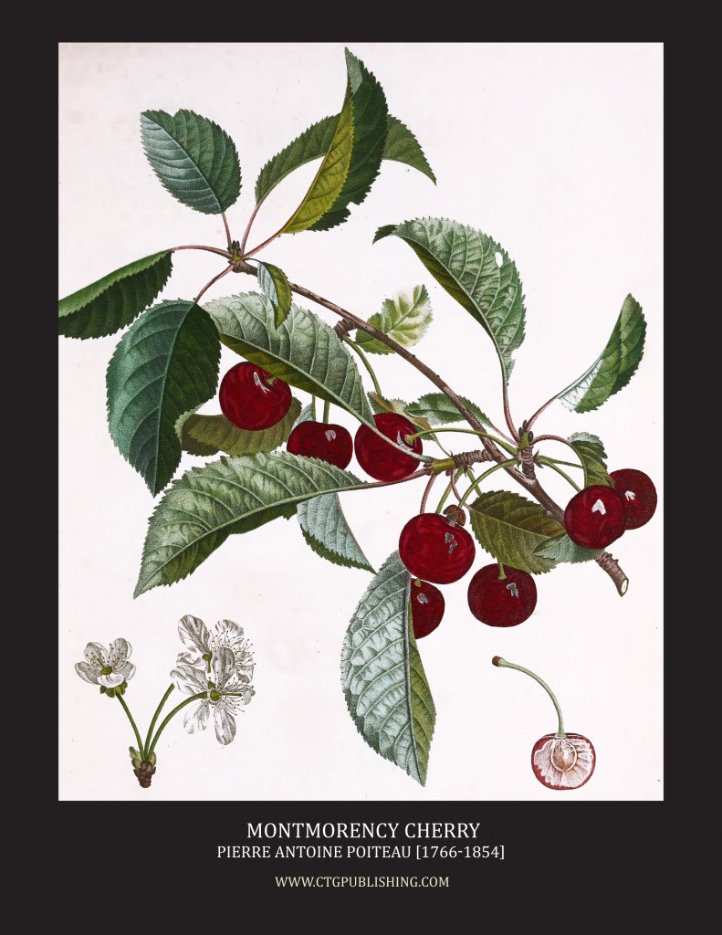 Montmorency Cherry - Illustration by Pierre Antoine Poiteau