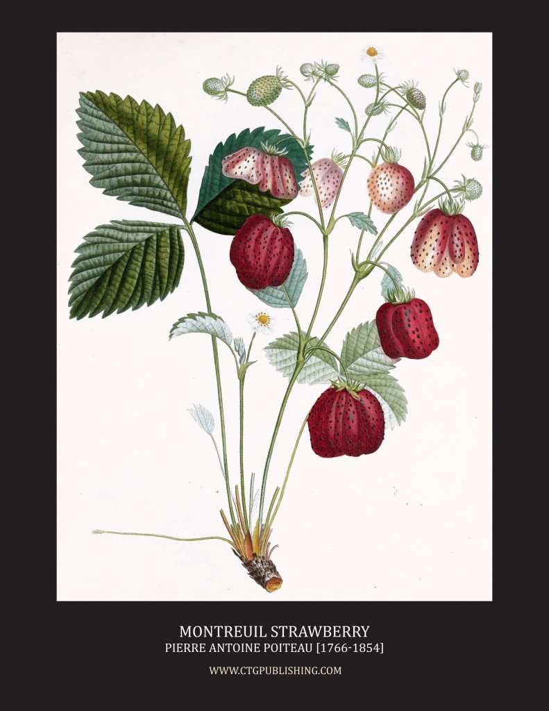 Montreuil Strawberry - Illustration by Pierre Antoine Poiteau