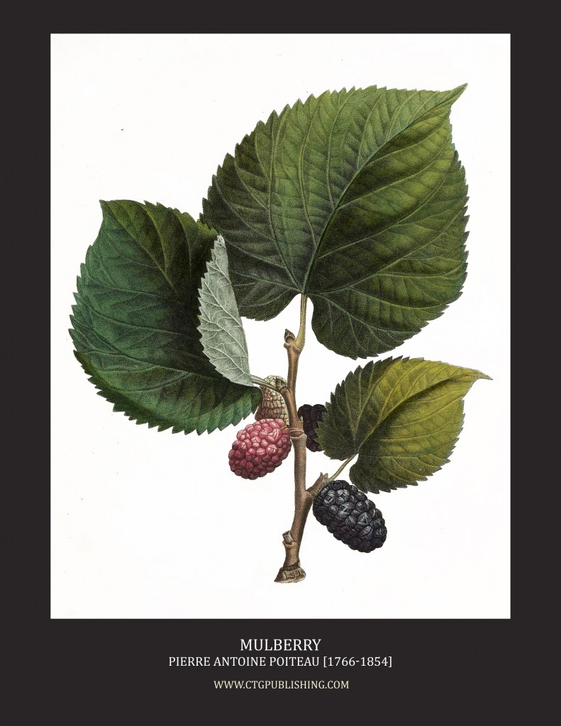 Mulberry - Illustration by Pierre Antoine Poiteau