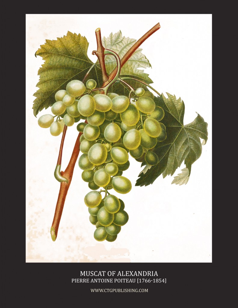 Muscat of Alexandria Grapes - Illustration by Pierre Antoine Poiteau