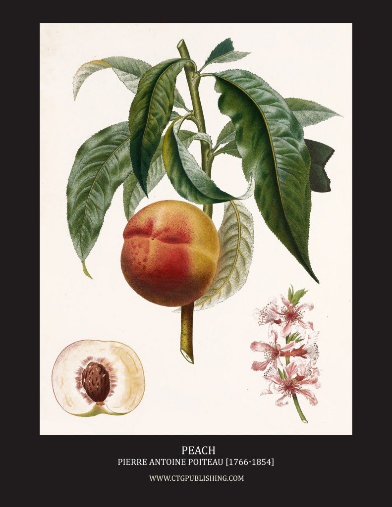 Peach - Illustration by Pierre Antoine Poiteau