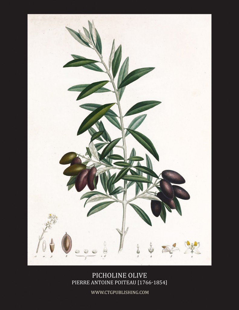 Picholine Olive - Illustration by Pierre Antoine Poiteau