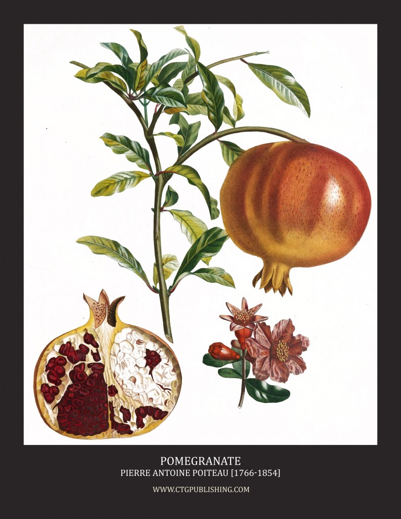 Pomegranate - Illustration by Pierre Antoine Poiteau