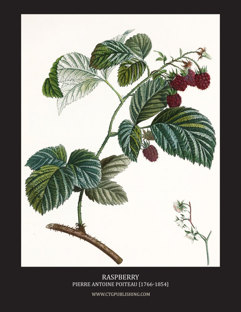Raspberry - Illustration by Pierre Antoine Poiteau
