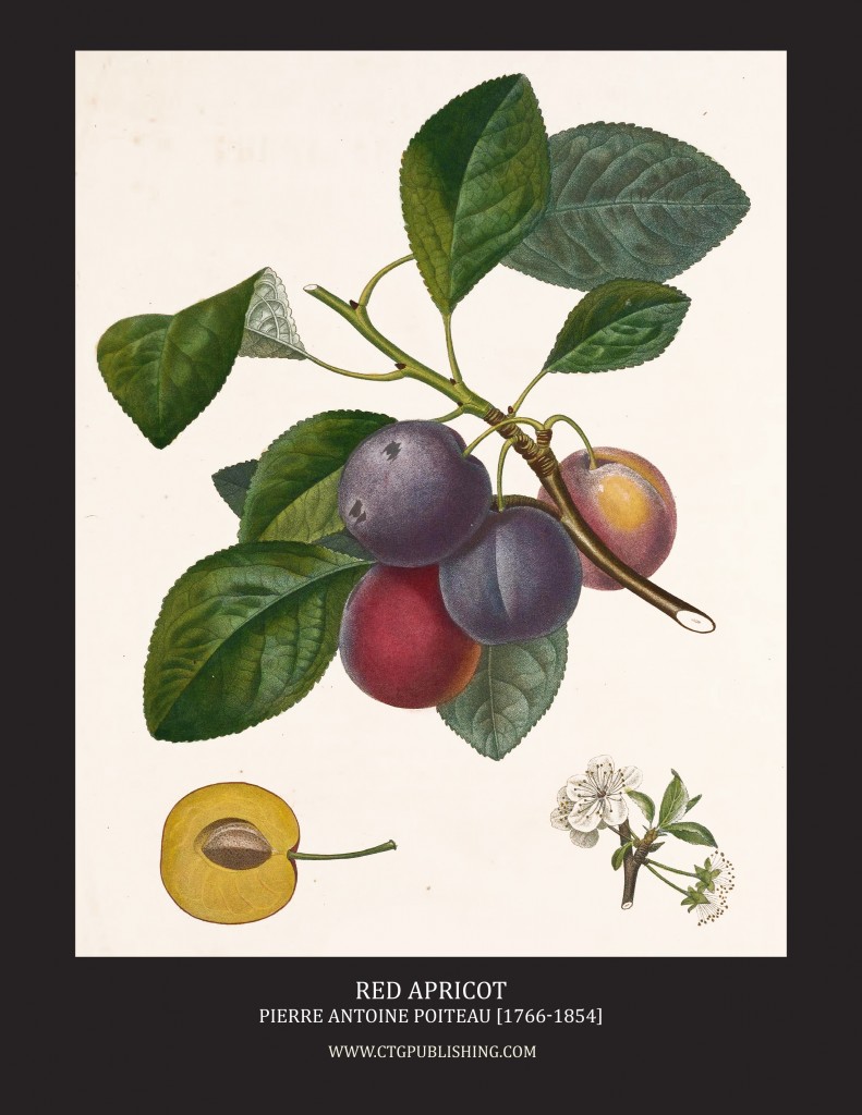Red Apricot - Illustration by Pierre Antoine Poiteau