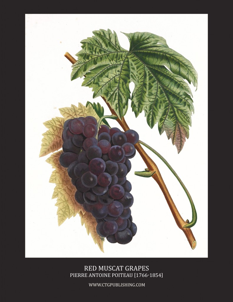 Red Muscat Wine Grapes - Illustration by Pierre Antoine Poiteau