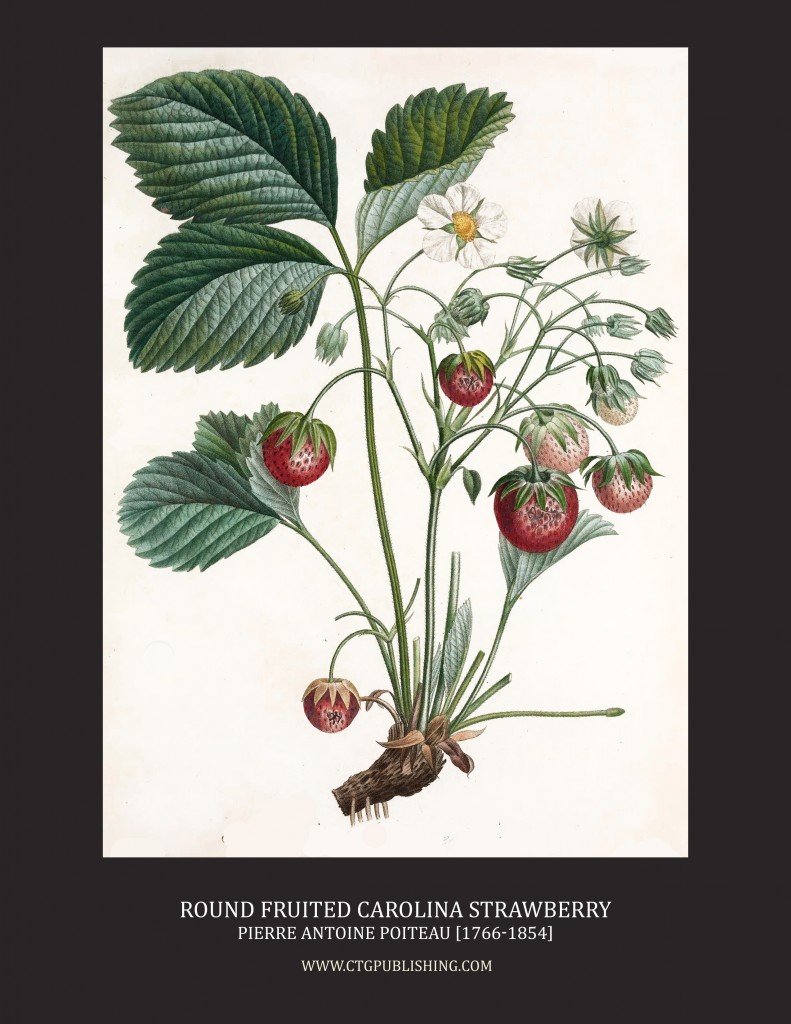 Round Fruited Carolina Strawberry - Illustration by Pierre Antoine Poiteau